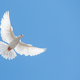 Illustration for article titled FYI Doves Can't Actually Cry